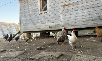 Три района Оренбургской области закрываются на карантин